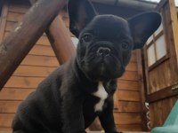 FRENCH BULLDOG PUPPY