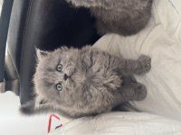 SCOTTISH FOLD KEDİMİZ