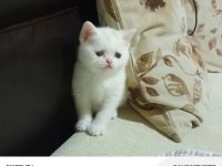 Safkan british shorthair yavru kedimiz