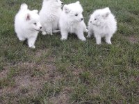 AKKUŞ ÜRETİM ÇİFTLİĞİNDEN SAMOYED YAVRULARI