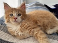Xxxl Maine Coon Erkek
