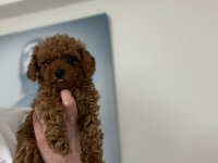 Red brown erkek poodle yavrular