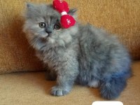 GOLDEN YAVRU KEDİLER