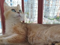 British shorthair ny11 dişi 1.5 yaşında kedimiz
