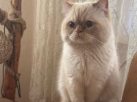 1 yaşında british golden erkek