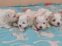 Kore maltese bebek köpekler