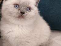 BRİTİSH SHORTHAİR BLUE POİNT ERKEK YAVRUMUZ