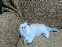 British longhair silver point kızımız