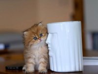 Harikulade Golden NY12 British Longhair 