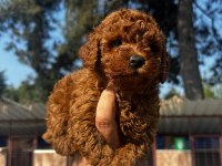 Kore toy poodle yavrularımız 
