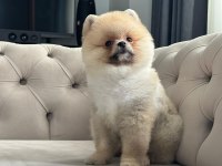 ERKEK 3 AYLIK POMERANİAN BOO