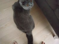British shorthair kedimize yuva arıyoruz