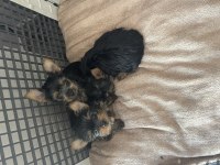 Safkan yorkshire terrier teslime hazır