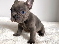 Renkli Gözlü Irk Garantili Yavrularım French Bulldog