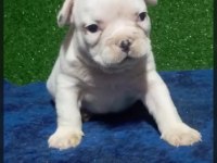 French bulldog yavrular ırk sağlık garantili