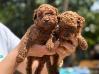 TEACUP KORE POODLE BEBEKLER AŞILI EĞİTİMLİ 