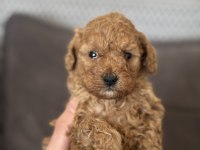 Harika Kalitede Toy Poodle Yavrularımız