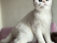 Kısırlaştırma şartıyla ücretsiz british shorthair