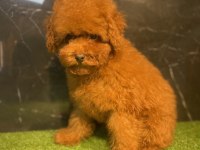 Toy Poodle Bebekleri