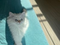 EV ORTAMINDA BÜYÜMÜŞ PREMİUM BRITISH LONGHAIR
