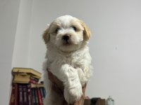 AYI SURAT MALTİPOO BEBEKLERİM