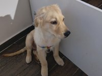 3.5 Aylık Baby Face Erkek Golden Retriever Yavrumuz