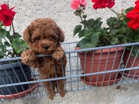 Toy Poodle Yavrularımız