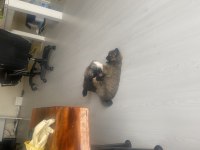 50 Günlük Pekinez Köpekler Dişi ve Erkek