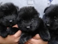 Solite black alman kurdu bebekler