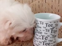 Kore Maltese