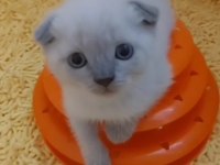 2.5 AYLIK SCHOOTISH FOLD BLUE POINT ERKEK KEDI