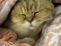 British golden shorthair 4 yaş çipli ücretsiz