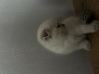 2 aylık kediler tuvalet eğitimleri var
