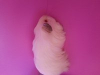 Sheltie ginepig yavrumuz