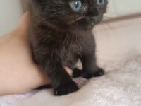British shorthair silver safkan