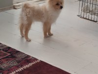 Akıllı ve oyuncu pomeranian