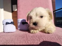 Maltipoo Kapıda Ödeme ve Kredi Kartı İmkânı Mevcuttur