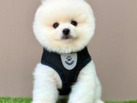 Safkan Pomeranian Boo Bebekler
