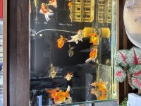 ORANDA JAPON BALIĞI