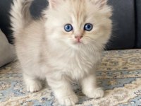 Güzeller güzeli prens ve prenses kediler