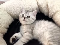 MİNİK PATİ KEDİLER YENİ AİLESİNE HAZIR