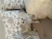 British Shorthair Erkek