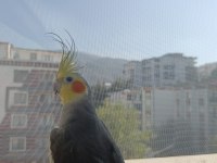 Konuşan Erkek Sultan Papağanı