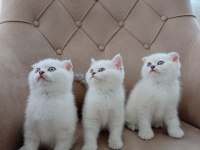 Harika scottish fold yavrularımız