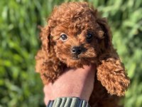 Toy poodle yavrularımızı görüp ala bilirsiniz