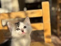 3 Aylık Ücretsiz Yavru Kedimiz