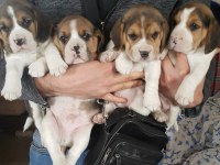 A Klas Beagle Yavruları