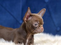 Egzotik Teacup Chihuahua
