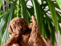 EV ÜRETİMİ IRK VE SAĞLIK GARANTİLİ TOY POODLE KÖPEKLER