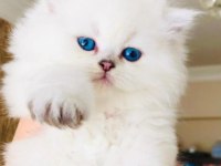 BRİTİSH LONGHAİR ŞECERELİ